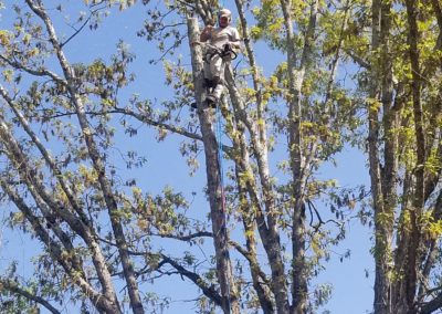 A tree that is in the air with leaves on it.