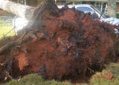 A large tree stump sitting in the middle of a yard.