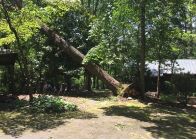 A tree that has fallen over and is blocking the road.