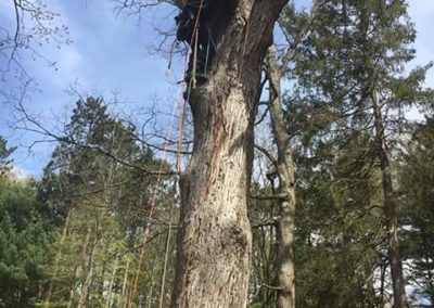 A man is in the tree with a rope.